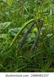Image result for Vigna luteola