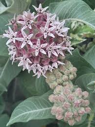 Image result for Kotschya speciosa
