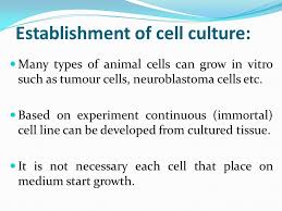 Types of animal cell culture media. Lecture Animal Biotechnology Haji Akbar Establishment Of Cell Culture Many Types Of Animal Cells Can Grow In Vitro Such As Tumour Cells Neuroblastoma Ppt Download