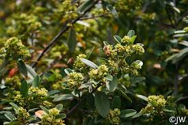 Image result for Rhamnus staddo