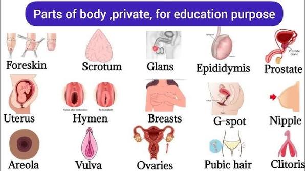 Private Parts Of Body | Listen And Practice | Parts Of Body | Internal Body  Parts#bodyparts