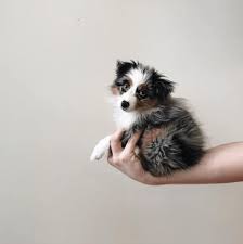 Our parents range in size from 10 inch toy to 15 inch miniature, red merles, blue merles, black tris and red tris. Complete Guide To The Mini Australian Shepherd