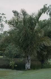 Image result for Raphia ruwenzorica