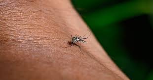 West Nile virus detected in more DeKalb County mosquito traps