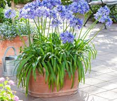 En général, cela induit un substrat sec et des températures élevées. 5 Jardinieres Longue Duree Detente Jardin
