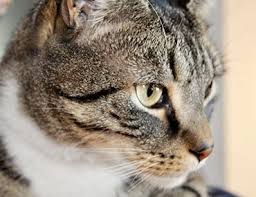 Do female calico cats live longer. Feline Colitis An Infection In The Colon