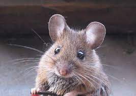 I sintomi dell'infezione da hantavirus: Virus Della Febbre Del Topo Impennata Contagi Tutti I Sintomi Qds