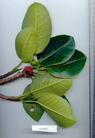 Image result for Ficus ottoniifolia