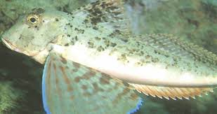 In pescariile din constanta sau mangalia afisele de genul nicio masa fara peste'' au disparut demult. Cel Mai Fricos Rechin TrÄƒieste In Marea NeagrÄƒ Libertatea