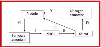 Nitrogen ini menjadi unsur yang tak reaktif (sulit bereaksi dengan unsur yang lainnya) sehingga pada pemakaian nitrogen terhadap makhluk hidup dibutuhkan berbagai. Daur Nitrogen Purwo Bumi Laksono