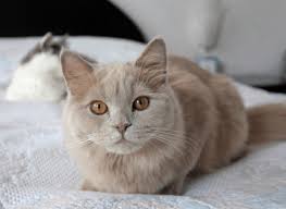 Lilac Lavender Cat Color Rare Cats Cat Colors Crazy Cat People