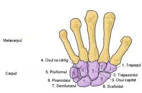 Image result for Normal Anatomic Position of the Hand and Wrist