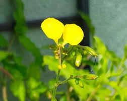 Image result for Coleotrype natalensis