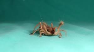 Spiders are neither bugs nor insects. Camel Spider Stock Video Footage 4k And Hd Video Clips Shutterstock