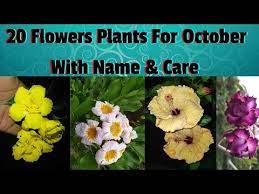 20 Flowering Plants For October Month S With Care Names Youtube Planting Flowers Plants Flowers
