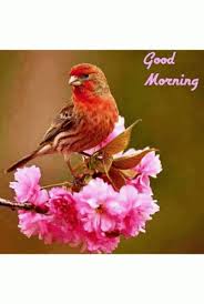 Check spelling or type a new query. Good Morning Bird Gif Good Morning Bird Discover Share Gifs