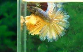 Best betta fish food should be rich in protein and meaty. Best Betta Food For A Healthy Balanced Diet Aquarium Genie