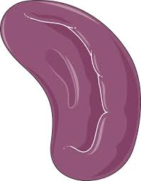 It acts as a filter for blood as part of the immune system. Spleen Servier Medical Art