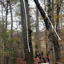 Pisagor yunanistan'daki sisam adası'nda doğmuştur. Photos At Pisagor Agaci 307 Visitors