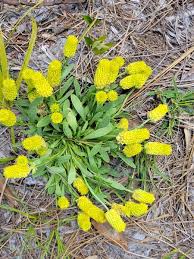 Image result for Polygala bakeriana