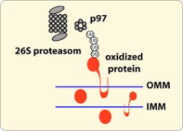 Proteasomes are part of a major mechanism by which cells regulate the concentration of particular. Quality Control Of Oxidatively Damaged Mitochondrial Proteins Is Mediated By P97 And The Proteasome Sciencedirect