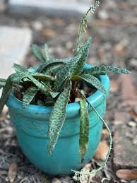 Image result for Ledebouria revoluta