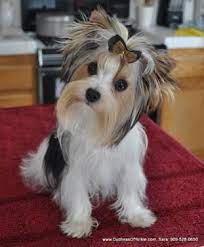 Maybe you would like to learn more about one of these? Akc Parti Colored Yorkshire Terrier Puppies For Sale For Sale In San Antonio Texas Classified Americanlisted Com