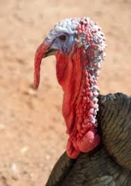 Check spelling or type a new query. Neck Lift In Arizona How To Get Rid Of Your Turkey Neck North Valley Plastic Surgery Nvpsaz Com