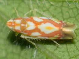 Image result for Erythrococca atrovirens