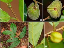 Image result for Dichapetalaceae