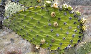 These adaptations let the plant collect water efficiently, store it for long periods of time, and areoles are circular clusters of spines on a cactus. Pioneering Cacti Galapagos Conservation Trust