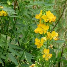 Image result for Senna hirsuta