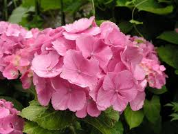 Hortensien (hydrangea) sind aufrecht wachsende, überwiegend sommergrüne blütensträucher oder kletterpflanzen und namensgebend für die familie der hortensiengewächse (hydrangeaceae). Hortensien Bluhen Nicht Die Wichtigsten Grunde Mein Schoner Garten