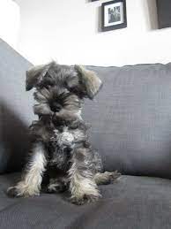 925c6de1155513a2bb5e448a9f56e080 Jpg 540 720 Pixels Schnoodle Puppy Schnoodle Dog Miniature Schnauzer Puppies
