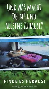 Ist ja mal ganz toll! Hund Alleine Zuhause So Klappt S Ganz Entspannt Goldenmerlo