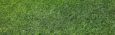 I also cover what you need to do. Emerald Zoysia Atlanta Sod Company