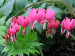 Blooms Of The Bleeding Heart Plant Appear In Early Spring Adorning The Garden With Attention Getting He Bleeding Heart Flower Flower Care Bleeding Heart Plant