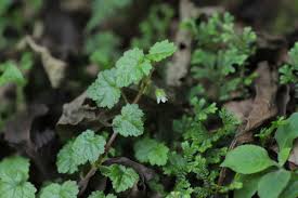 Image result for Ardisiandra sibthorpioides