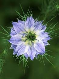 Nigella Love In The Mist Close Up Of Blue Flower Head Photographic Print Lynn Keddie Art Com In 2020 Beautiful Flowers Pictures Beautiful Flowers Photography Blue Flowers
