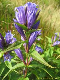 Image result for Chironia laxiflora