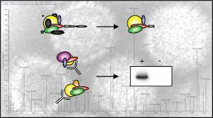 Identification of Intracellular Proteins Associated with the EBV-Encoded  Nuclear Antigen 5 Using an Efficient TAP Procedure and FT-ICR Mass  Spectrometry