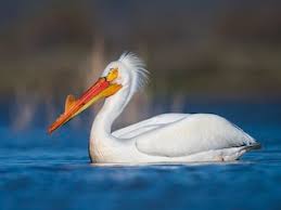 700+ vectors, stock photos & psd files. American White Pelican Pelecanus Erythrorhynchos Birds Of The World