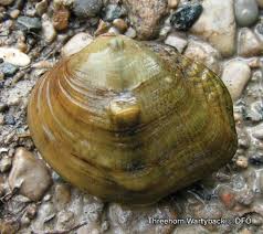 Image result for Bothriocline muschleriana