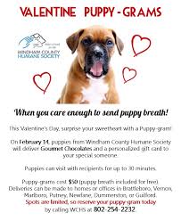 Select from premium puppy valentine of the highest quality. Valentine S Day Puppy Grams Windham County Humane Society