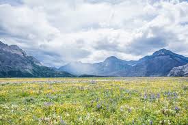 Check spelling or type a new query. 500 Flower Field Pictures Hd Download Free Images On Unsplash