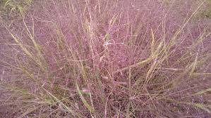 Image result for Eragrostis macrochlamys