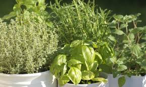 Für eine terrasse oder den garten ist die kräuterspirale ein dekoratives highlight. Krauter Pflanzen Krautergarten Im Fruhling Anlegen Chefkoch De