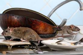 15 cara mengusir curut ampuh tips cara ampuh membasmi dan mengusir tikus di dalam rumah. Kenapa Tikus Masuk Rumah
