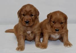 1 brown and 4 black. Rita S Golden Irish Puppies Golden Ridge Hi Breds