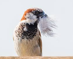 We had a raccoon in the attic and hired a pest company to remove it. How To Get Birds Out Of Your Attic Carolina Pest